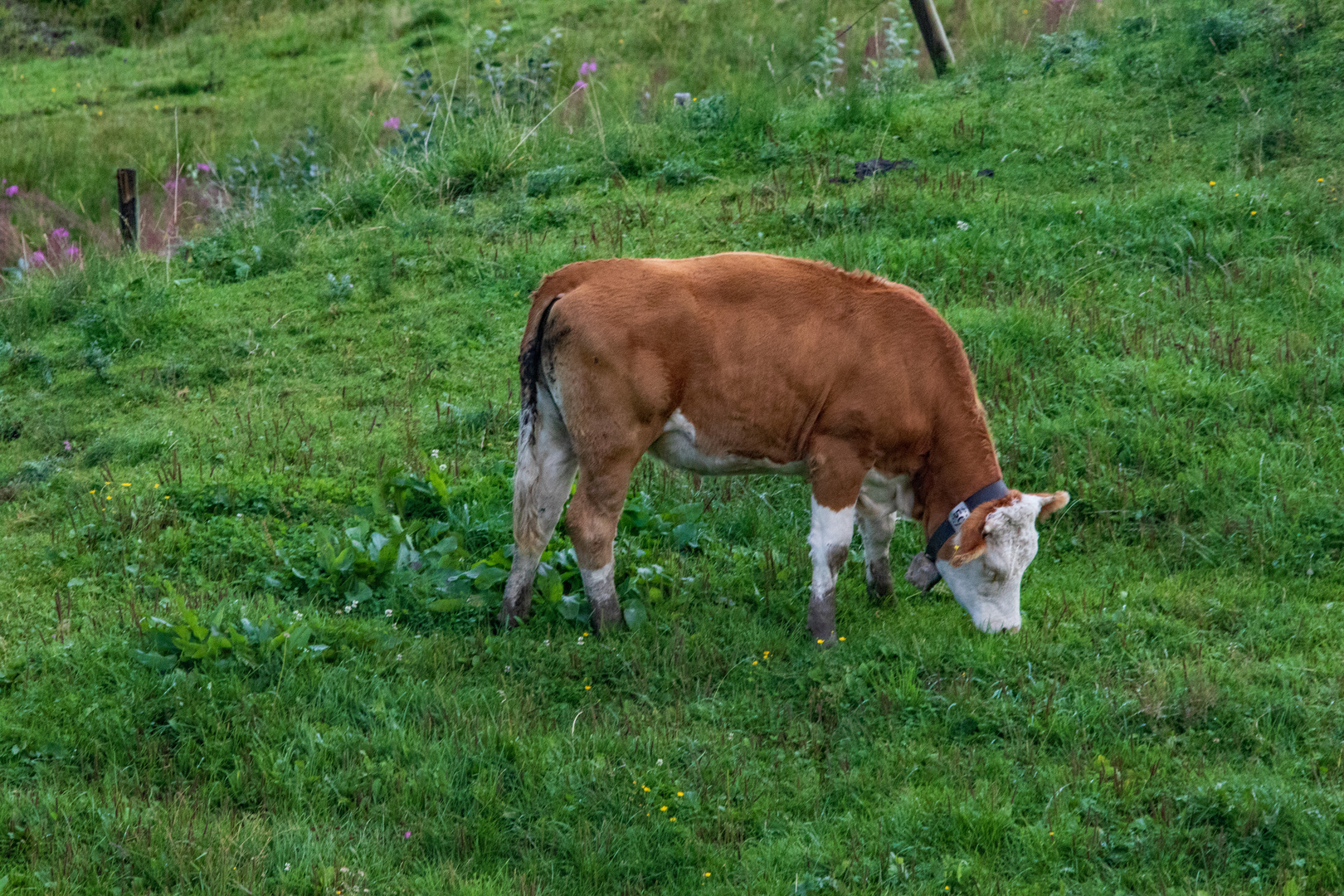 Auf der Alm