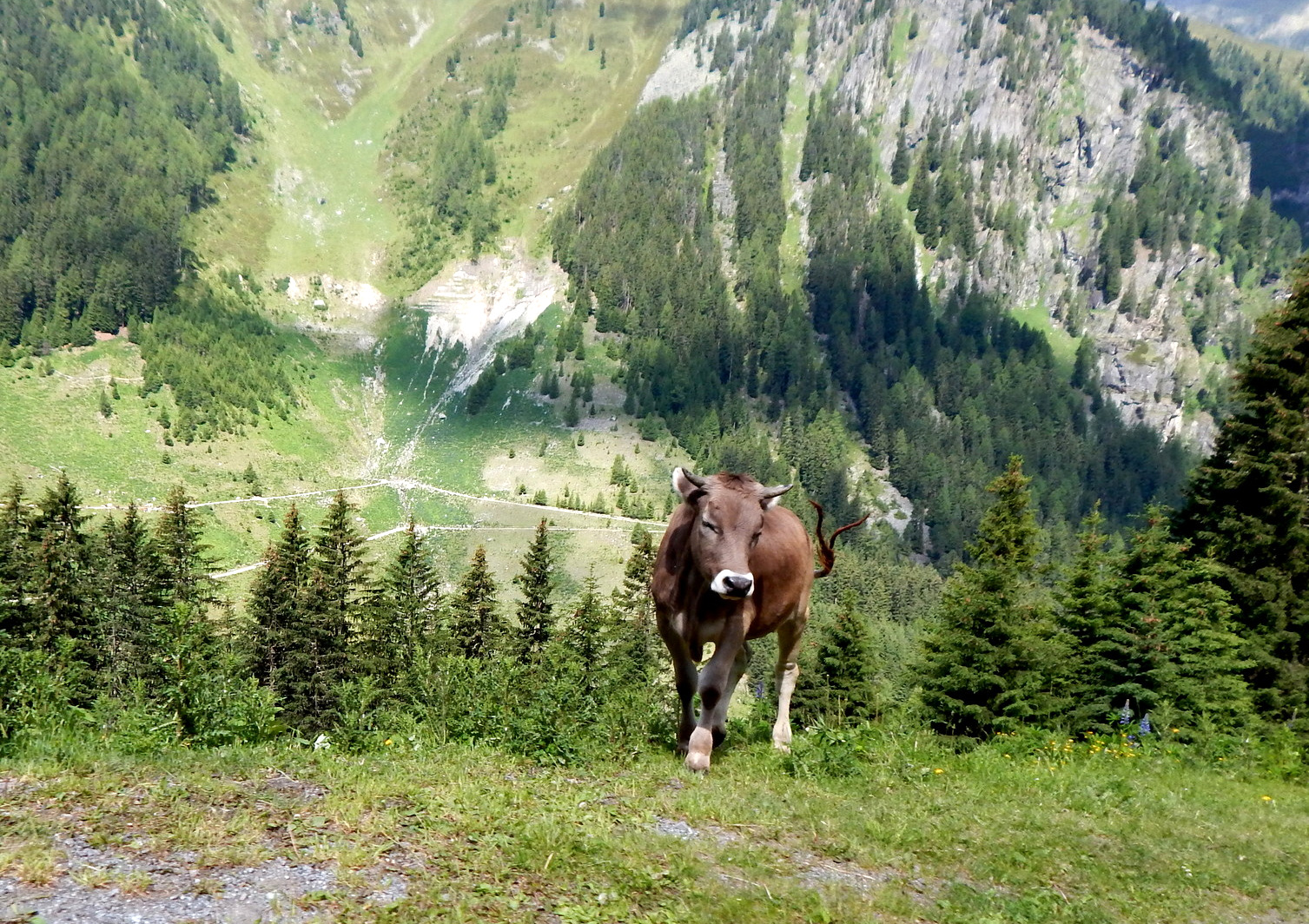 auf der alm