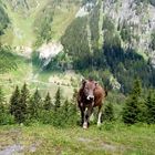 auf der alm