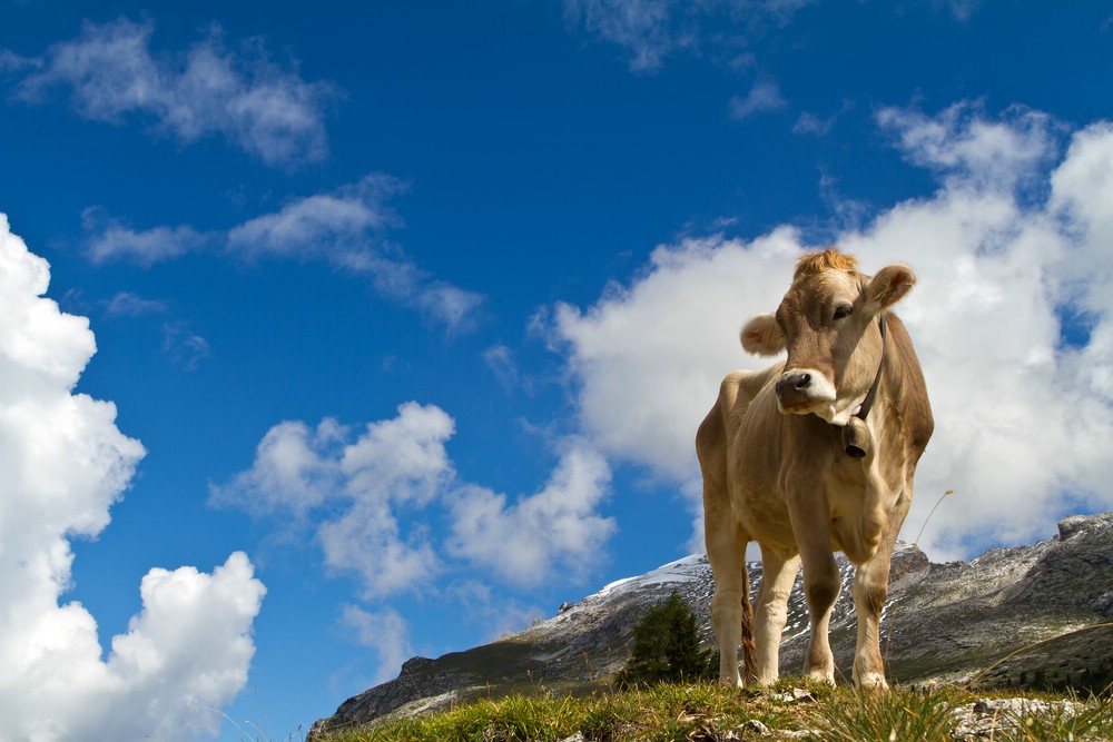 auf der Alm