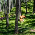 auf der alm