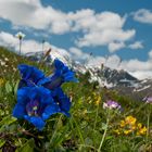 Auf der Alm