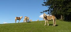 Auf der Alm