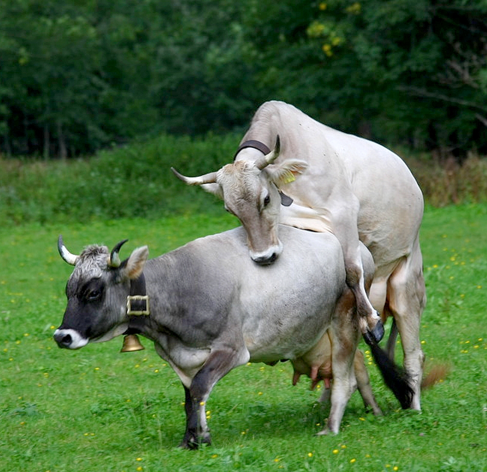 Auf der Alm da gibts......