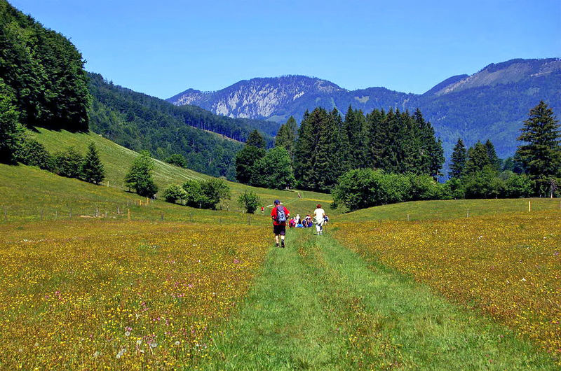 Auf der Alm da gibts.....