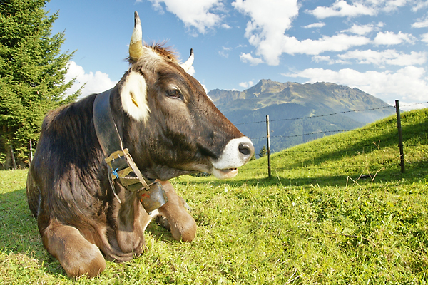 Auf der Alm