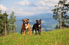 Auf der Alm