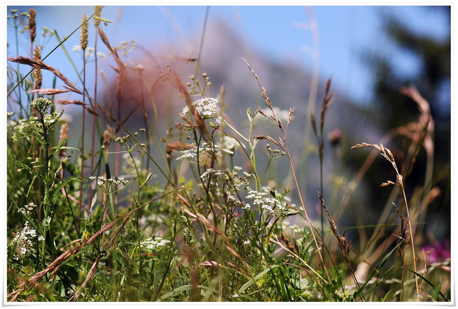 auf der Alm