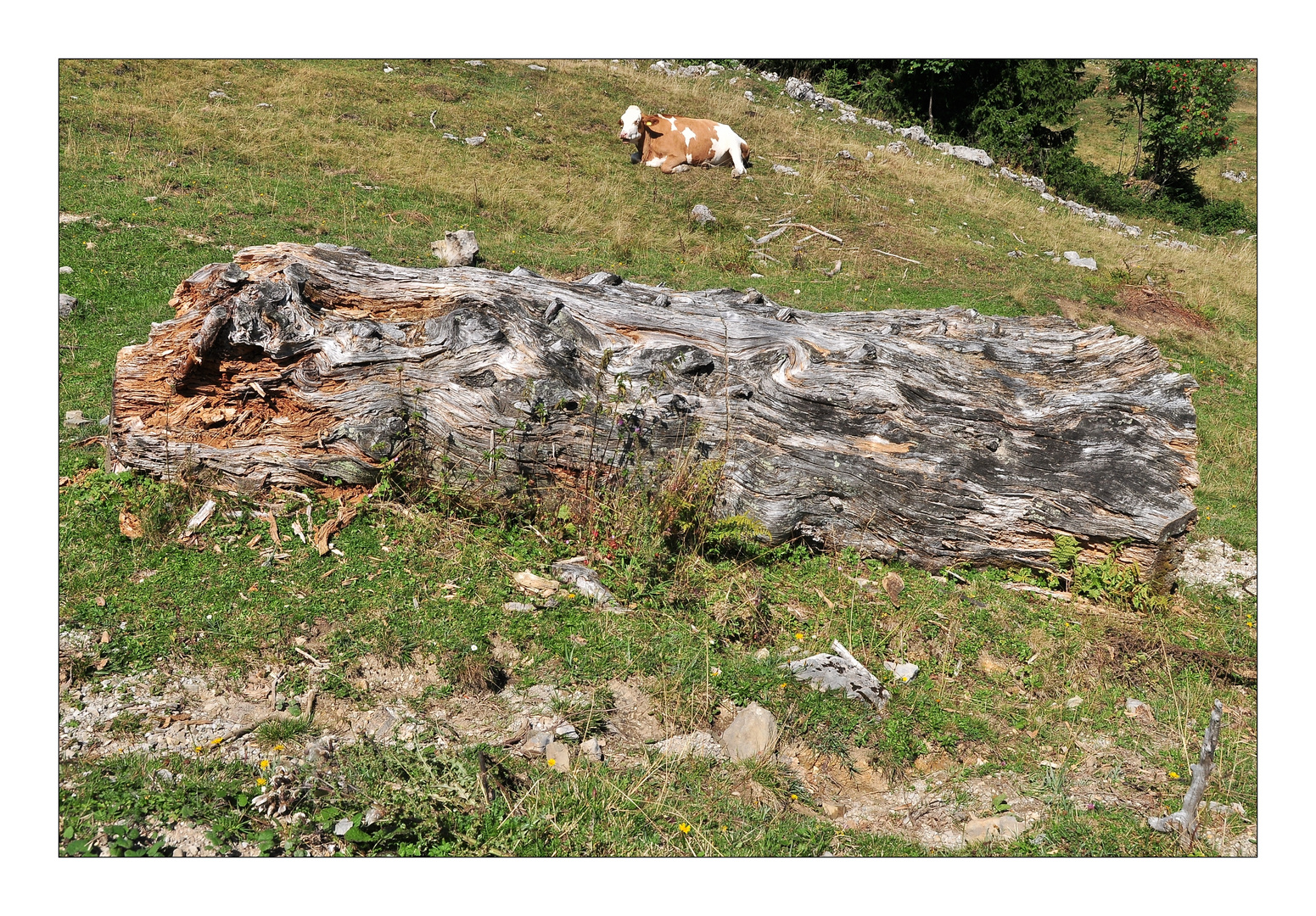 auf der Alm