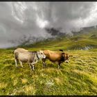 "Auf der Alm"