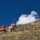 Auf der Alm