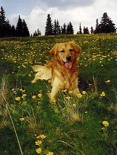 Auf der Alm fühle ich mich HUNDEWOHL!