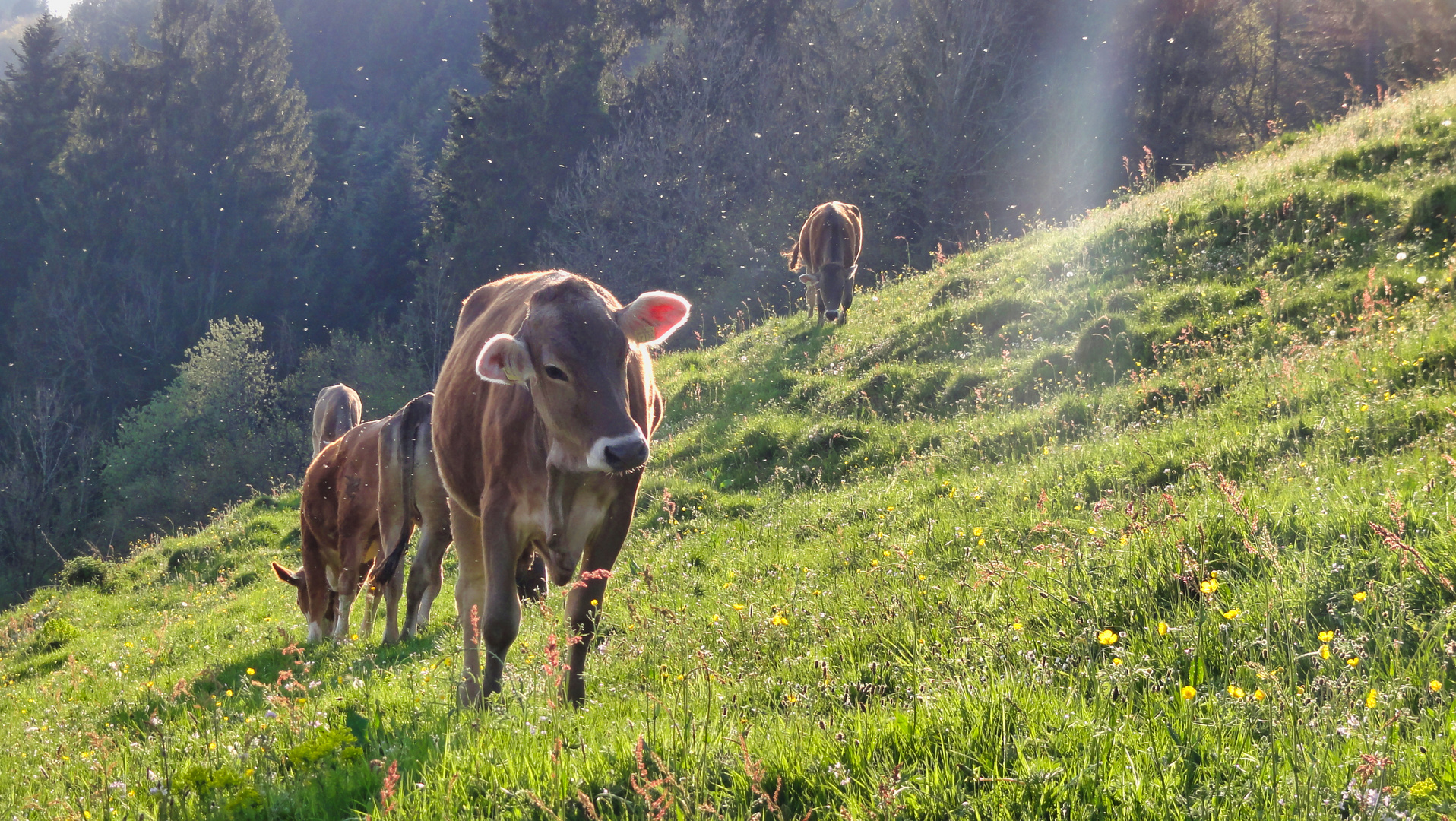 Auf der Alm im Oberallgäu