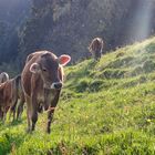 Auf der Alm im Oberallgäu