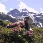 Auf der Alm is so schön