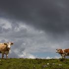 auf der Alm VI