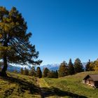 Auf der Alp