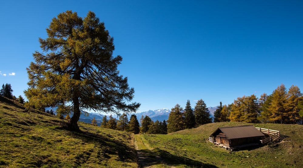 Auf der Alp