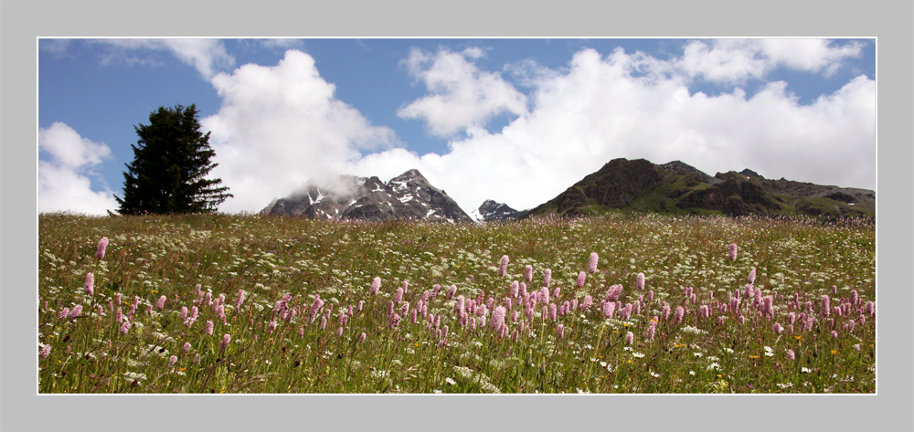 auf der Alp Flix, die eigentlich Alp Pink heissen sollte ... ;-)