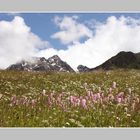 auf der Alp Flix, die eigentlich Alp Pink heissen sollte ... ;-)