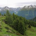 Auf der Alp Laret ...