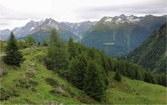 Auf der Alp Laret ...