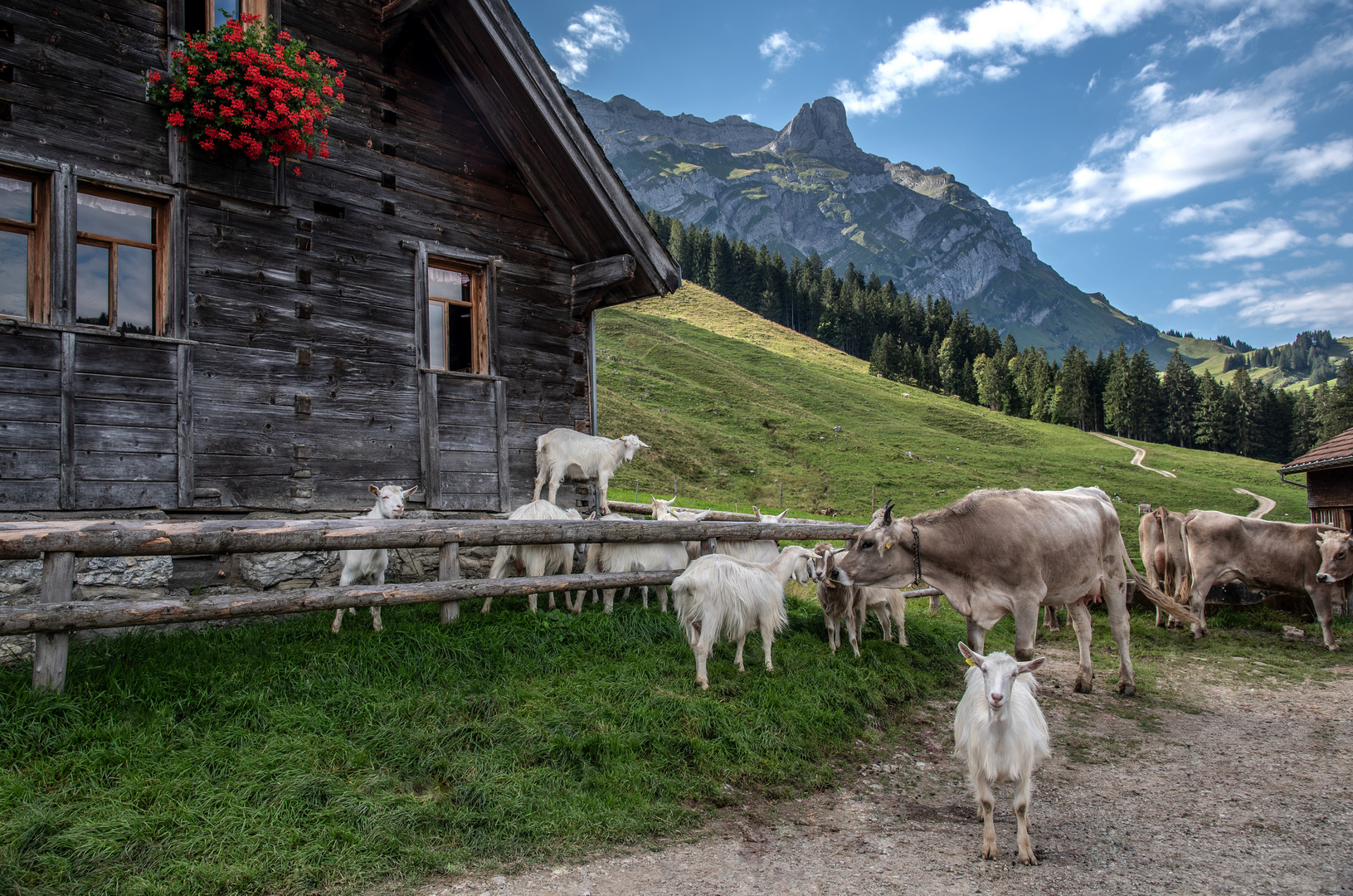 Auf der Alp Lehmen