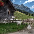 Auf der Alp Lehmen