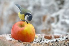 Auf der Amsel ihrem Apfel...