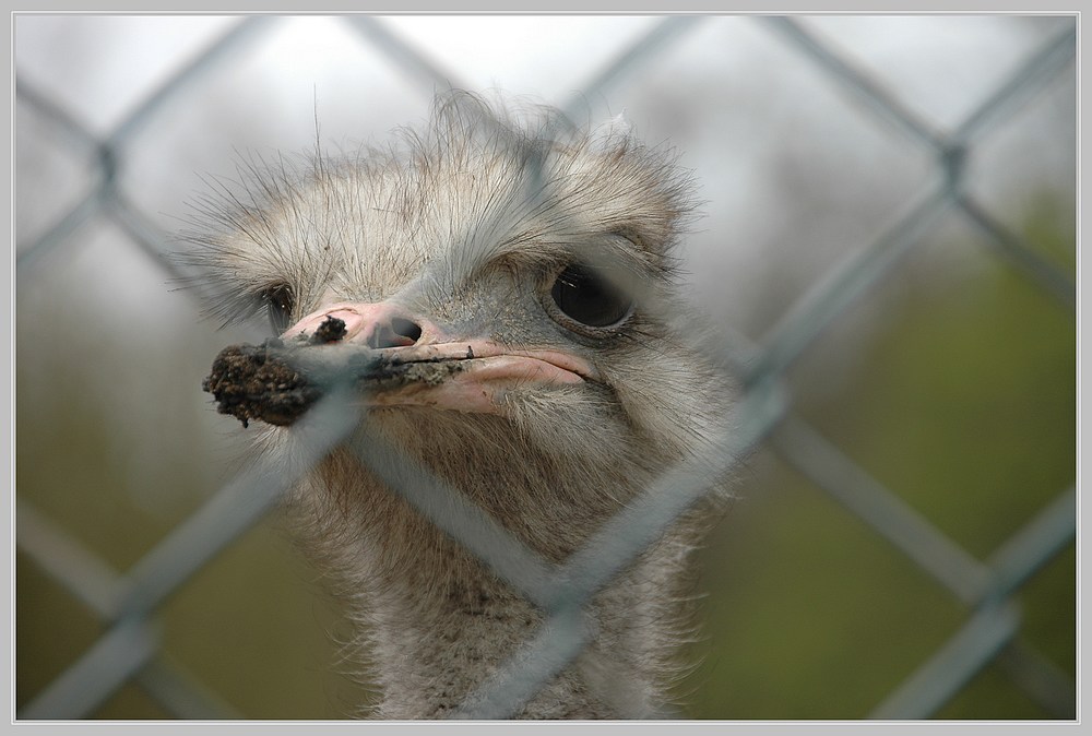 Auf der anderen Seite Foto & Bild tiere, natur Bilder auf Auf der anderen Seite Foto & Bild tiere, natur Bilder auf