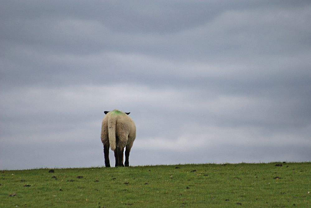 auf-der-anderen-seite-ist-das-gras-immer-gr-ner-foto-bild