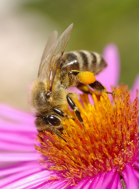 ...auf der Aster