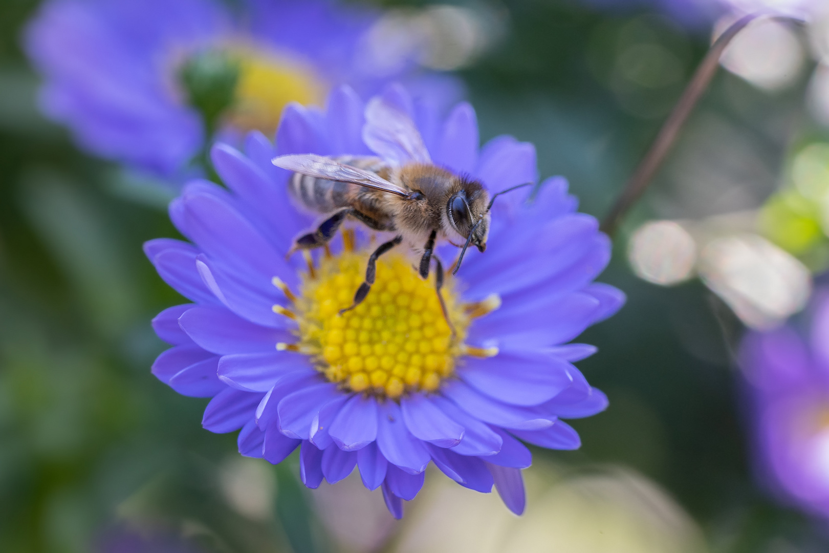 auf der Aster