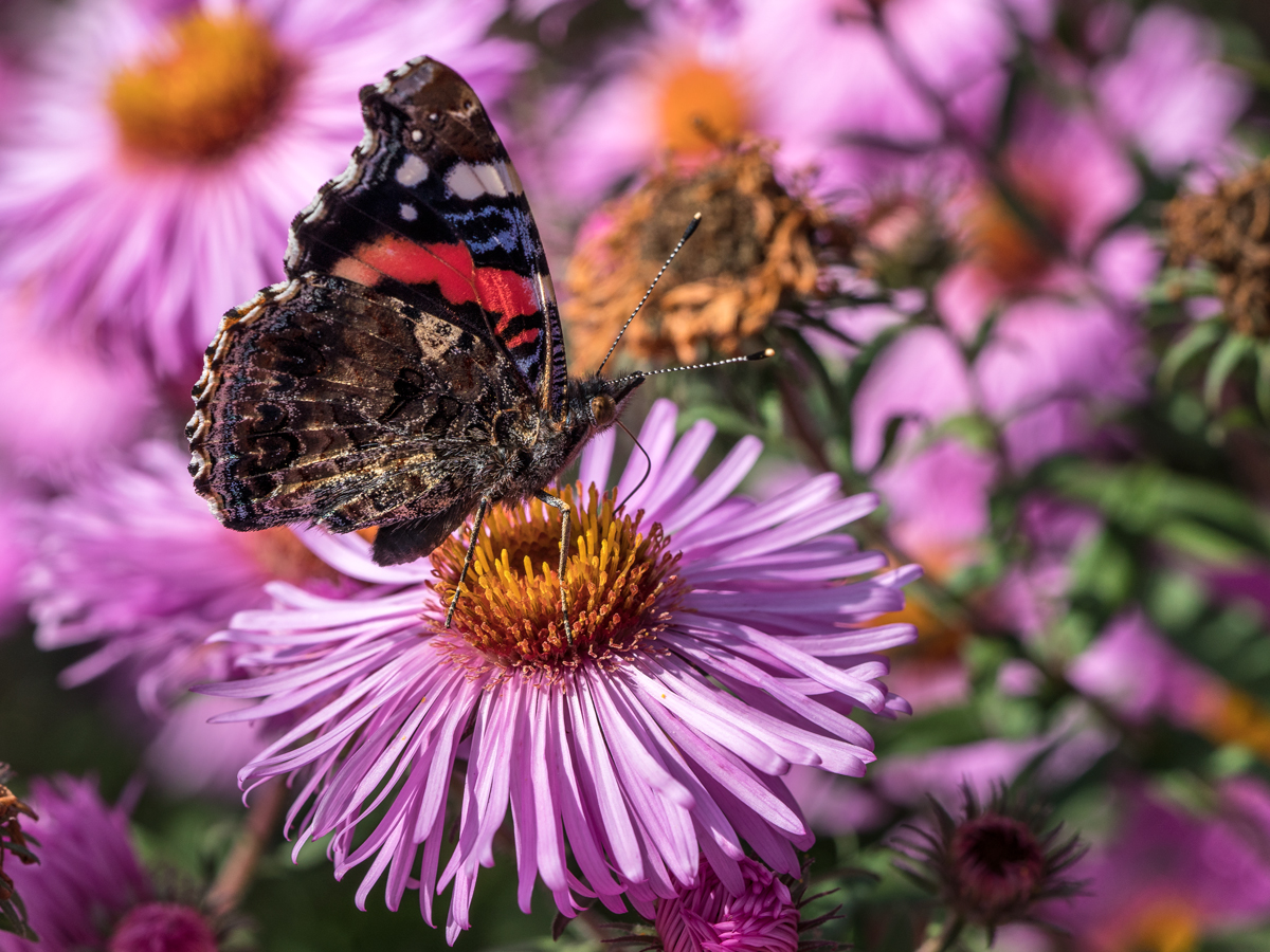 Auf der Aster