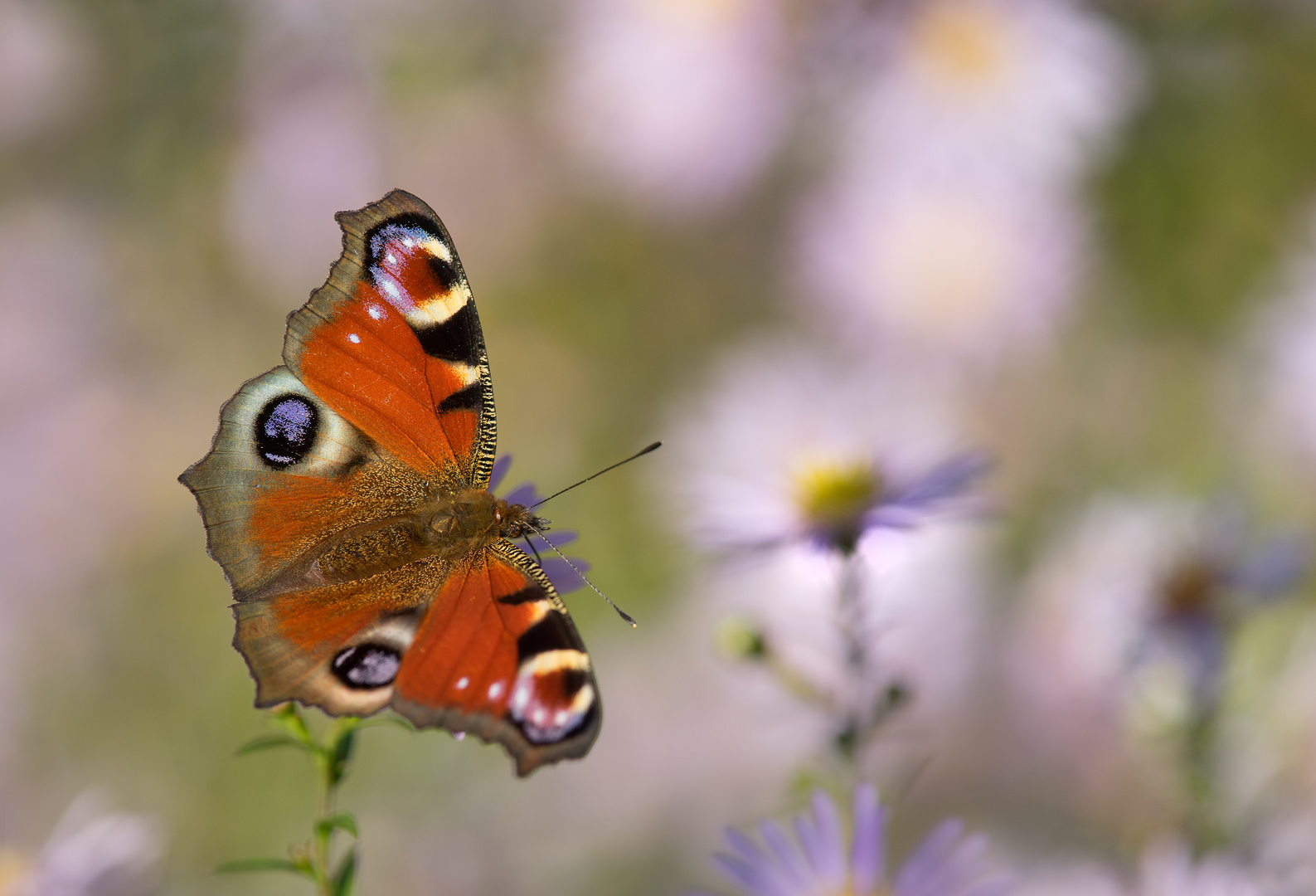 Auf der Aster