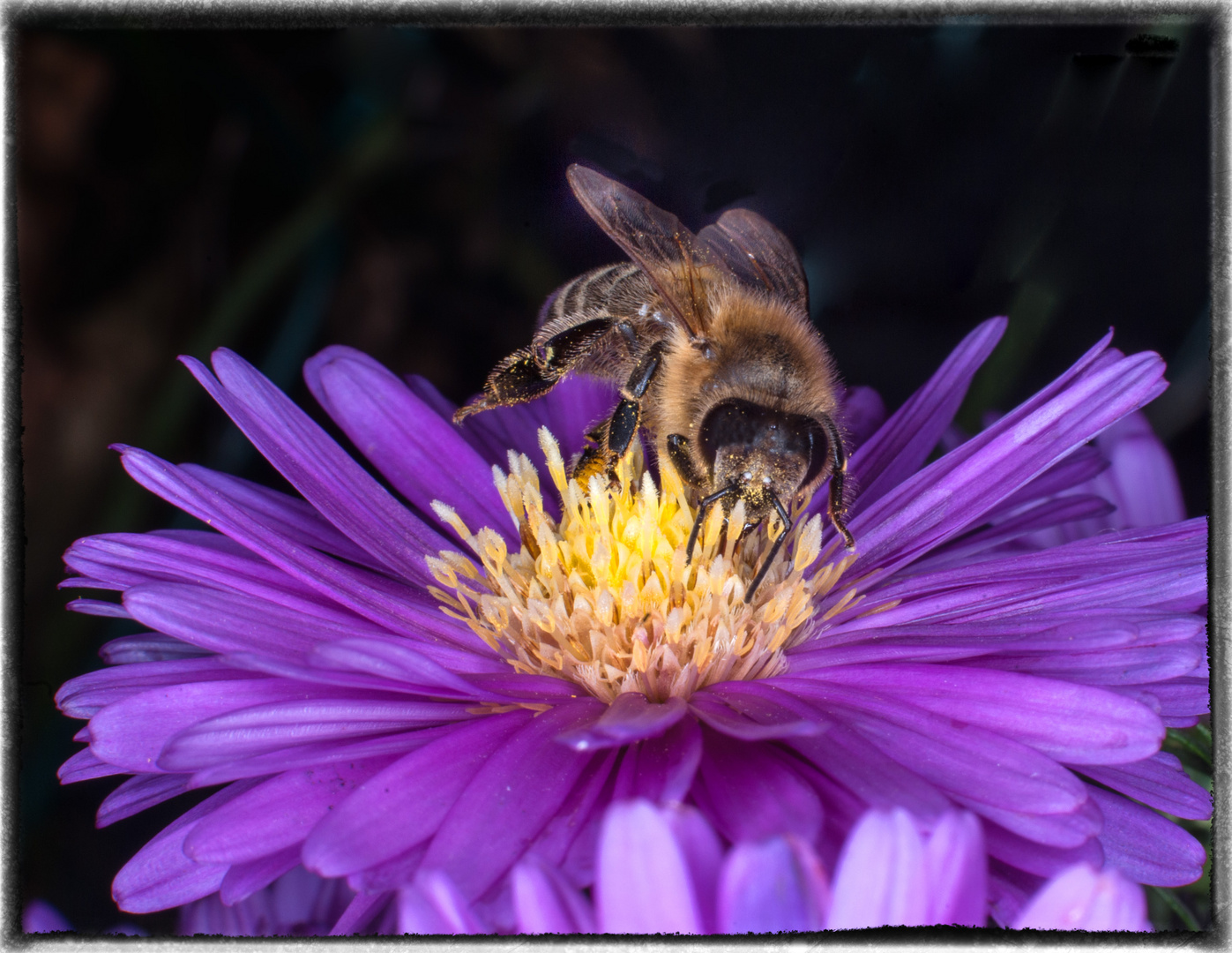 Auf der Aster