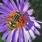 auf der Asterblüte