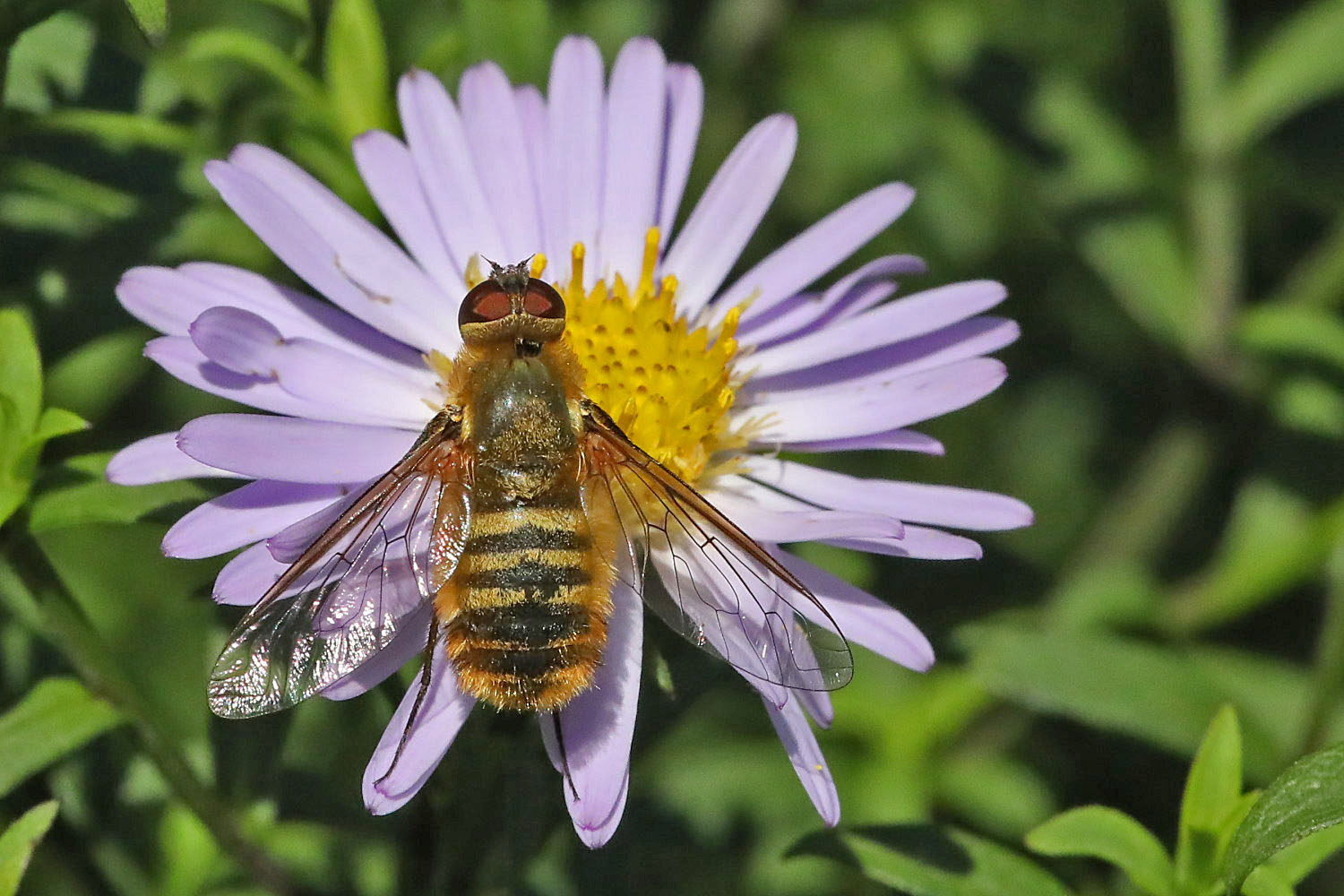 auf der Asterblüte