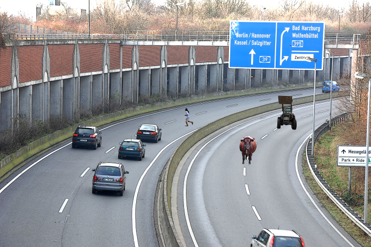 ---auf der Autobahn sind "Rindviecher" keine Seltenheit----