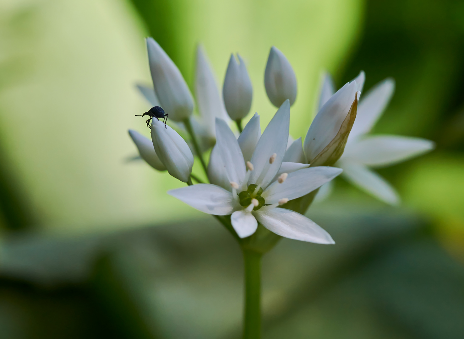 Auf der Bärlauchblüte