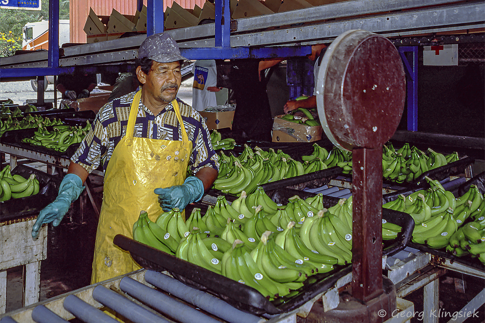 Auf der Bananenplantage 3 