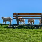 Auf der Bank ...