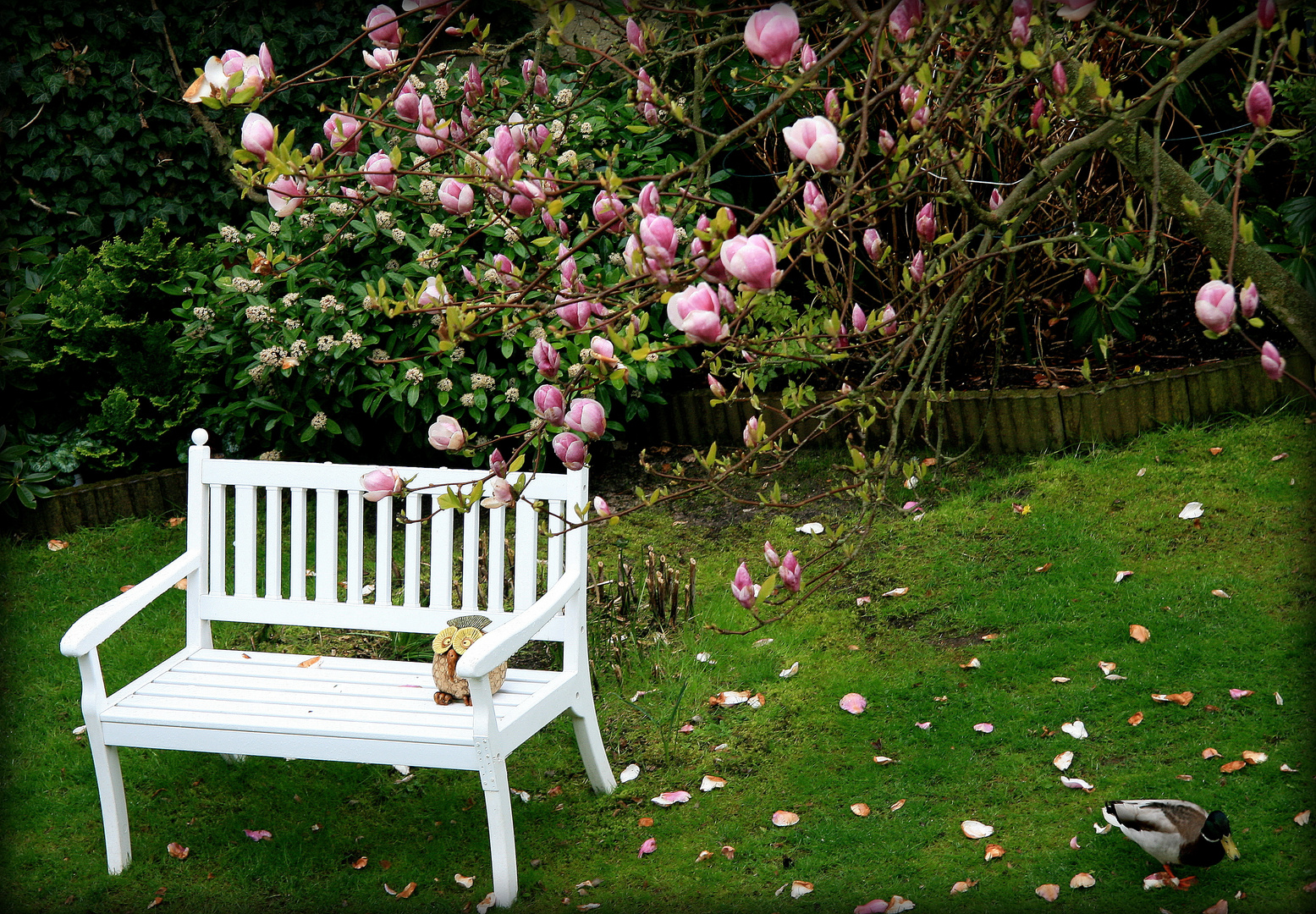 auf der bank sitzt die eule, ente 'rennt' weg, magnolien blühen nach wie vor !