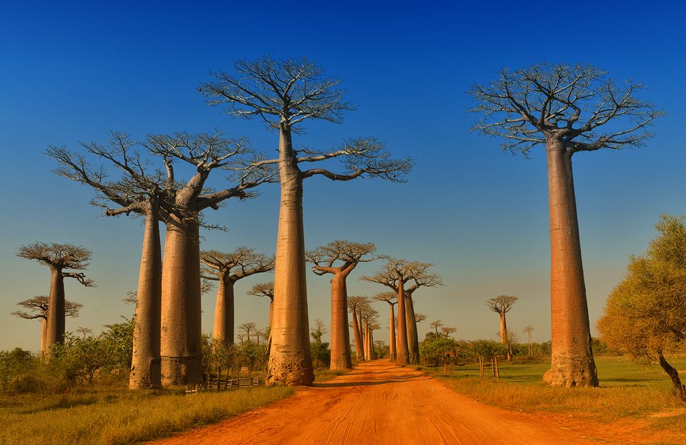 Auf der Baobab Allee