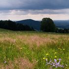 Auf der Bergwiese