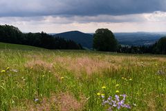 Auf der Bergwiese