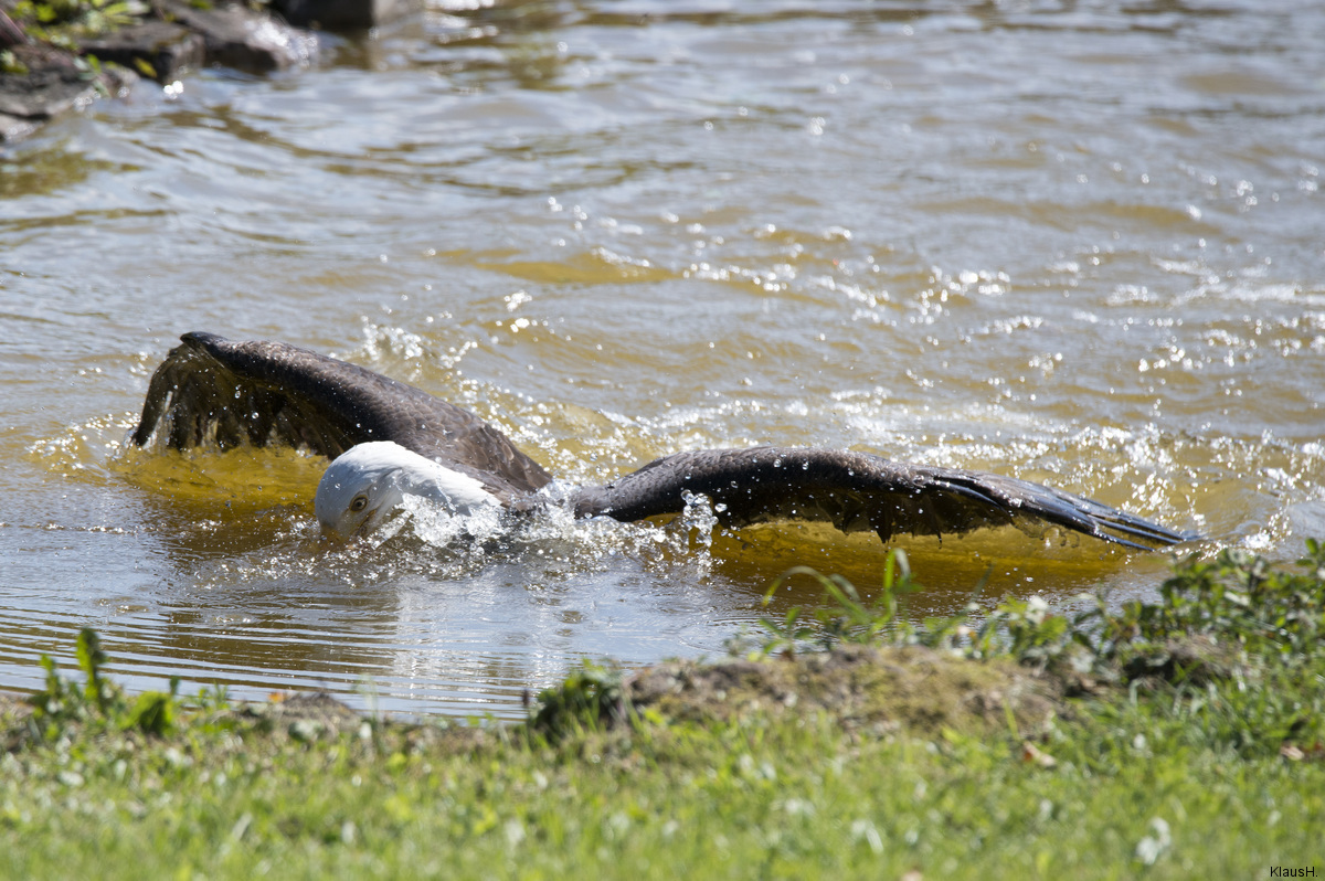 ~ Auf der Beutesuche im Wasser oder ... ~