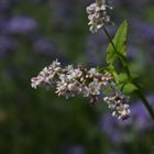 auf der Bienenweide