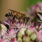 Auf der Bienenweide