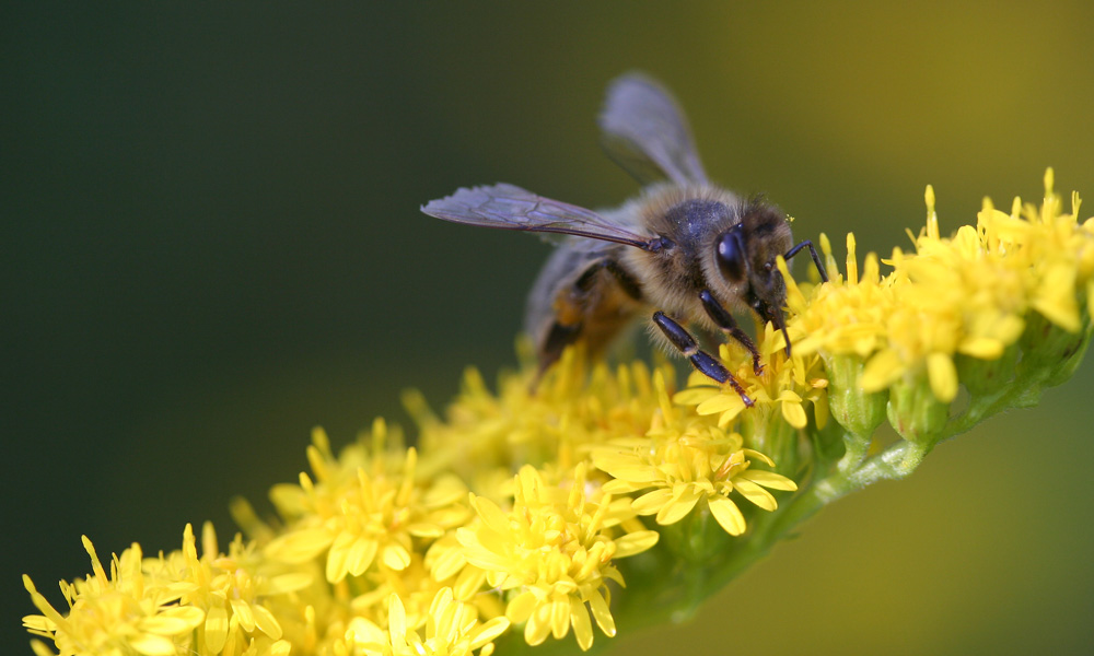 Auf der Bienenweide